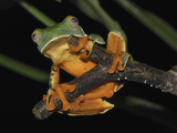 Splendid Leaf Frog (Agalychnis Calcarifer), Siquirres, Costa Rica Photographic Print by Thomas Marent