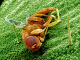 A Fruit Fly (Drosophila) Trapped in a Venus Flytrap (Dionaea Muscipula), SEM Photographic Print by Richard Kessel