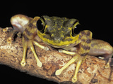 Long-Legged Frog Head (Amolops), Kinabalu National Park, Sabah, Borneo, Malaysia Photographic Print by Thomas Marent