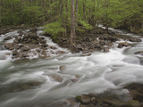 Middle Prong of the Little Pigeon River in Early Spring, Great Smoky Mountains National Park Photographic Print by Adam Jones