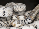 Southwestern Speckled Rattlesnake (Crotalus Mitchellii Pyrrhus), Captive Photographic Print by Michael Kern