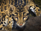 Clouded Leopard (Neofelis Nebulosa), Captive Photographic Print by Michael Kern