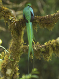 Resplendent Quetzal Male Perched on a Lichen Covered Branch (Pharomachrus Mocinno) Cierro La Muerte Photographie par Thomas Marent