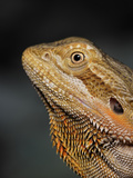 Bearded Dragon, Pogona Vitticeps, Captive Photographic Print by Adam Jones