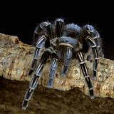 Costa Rican Zebra Tarantula (Aphonopelma Seemanni), Costa Rica Photographie par Michael Kern