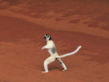 Verreaux's Sifaka Jumping and Walking Locomotion (Propithecus Verreauxi), Berenty Private Reserve Photographic Print by Thomas Marent