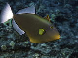 Pinktail Durgon or Pinktail Triggerfish (Melichthys Vidua) Can Reach About One Foot in Length Photographic Print by David Fleetham