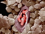Capillary Cross-Section with Red Blood Cells or Erythrocytes Inside Capillaries Photographic Print by Richard Kessel