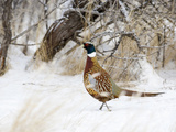 Rooster Ring-Necked Pheasant (Phasianus Colchicus), Montana, USA Photographic Print by Neal Mischler
