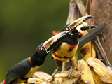 Collared Aracari Eating Bananas at a Bird Feeder (Pteroglossus Torquatus), Costa Rica Photographie par Mary Ann McDonald