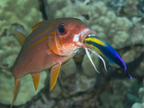 Hawaiian Cleaner Wrasse (Labroides Phthirophagus) Cleaning a Yellowfin Goatfish Photographic Print by Marty Snyderman