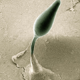 Cellular Slime Mold (Dictyostelium Discoideum) Rising on a Slender Stalk Photographic Print by Richard Kessel