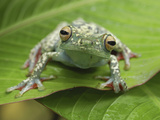 Tree Frog (Hypsiboas Rufitelus), Costa Rica Photographic Print by Thomas Marent