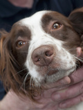 A Dog's Nose Has Twenty Times More Odor Receptors Than a Human Nose Photographic Print by Louise Murray