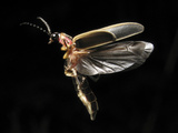 Eastern Firefly Flying (Photinus Pyralis), USA Photographic Print by Terry Priest