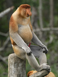 Proboscis Monkey Male Sitting, with an Erect Penis (Nasalis Larvatus), Sabah, Borneo, Malaysia Photographic Print by Thomas Marent