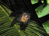 Aye-Aye (Daubentonia Madagascariensis), Mananara, Eastern Madagascar Photographic Print by Thomas Marent