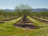 Hazelnut Orchard (Corylus) in the Spring, Southwest Oregon, USA Photographic Print by Robert & Jean Pollock