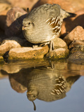 Gambel's Quail at a Desert Waterhole (Callipepla Gambelii), Southwestern USA Photographie par Joe McDonald