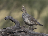 Scaled Quail, Callippepla Squamata, Southwestern USA Photographic Print by Charles Melton