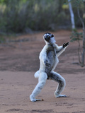 Verreaux's Sifaka Jumping Locomotion (Propithecus Verreauxi), Berenty Private Reserve, Madagascar Photographic Print by Thomas Marent