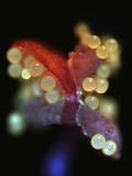 Pollen Grains (Yellow) on the Partially Opened Stamen (Red) of Four O'Clock Flower Photographic Print by Robert Markus