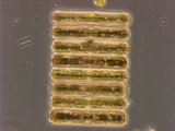 Pinnularia Freshwater Diatom, LM Photographic Print by Peter Siver
