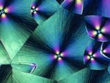 Cholesterol Crystals Viewed with Polarized Light, LM X160 Photographie par George Musil