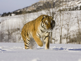 A Siberian Tiger (Panthera Tigris Altaica) an Endangered Species Photographic Print by Joe McDonald