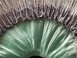 The Human Eye Viewed from Inside, Showing the Pupil, the Ciliary Body, and the Edge of the Pupil Photographic Print by Fred Hossler