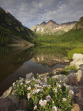 A Spring Bouquet of Aspen Daisies Decorates the Maroon Lake Shoreline Photographic Print by Don Grall