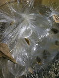 Milkweed Seeds (Asclepias) Photographie par Robert & Jean Pollock