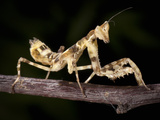 Indian Flower Mantis (Creobroter Elongata Gemmatus), Captive Photographic Print by Michael Kern