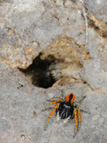 A Male Jumping Spider (Philaeus Chrysops) Defending its Partner Which Escaped into a Hole, Italy Photographic Print by Fabio Pupin