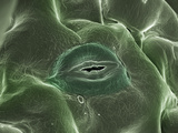 Stomate on Leaf Epidermis, SEM Photographic Print by Stanley Flegler