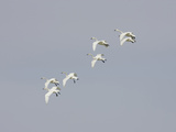 Tundra Swan (Olor Columbianus), Montana, USA Photographic Print by Neal Mischler