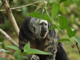 Monk Saki (Pithecia Monachus), Pacaya-Samiria National Park, Peru Photographic Print by Thomas Marent