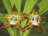 Orchid Flowers (Maxillaria), Costa Rica Photographic Print by Thomas Marent