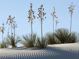 White Sands National Monument, Near Alamagordo Consists of White Gypsum (Selenite) Sand Dunes Photographic Print by Louise Murray