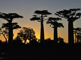 Grandidier´S Baobab (Adansonia Grandidieri), Near Morondava, Madagascar Photographie par Thomas Marent