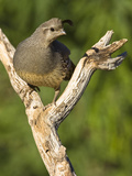 Gambel's Quail (Callipepla Gambelii), Southwestern USA Photographic Print by Joe McDonald
