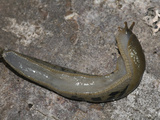 Underside of a Pacific Banana Slug (Ariolimax Columbianus) Photographic Print by Robert & Jean Pollock