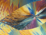 Vitamin C or Ascorbic Acid Crystals, Polarized LM Photographic Print by George Musil