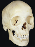 Human Skull from Front Prominent Features Include the Two Eye Sockets Photographic Print by Ralph Hutchings