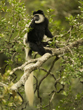 Black and White Colobus Monkey (Colobus Guereza) Sitting in a Tree, Masai Mara, Kenya Photographic Print by Joe McDonald