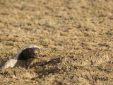 Honey Badger or Ratel at Den Opening (Mellivora Capensis), Serengeti, Tanzania Photographic Print by Mary Ann McDonald