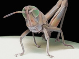 Grasshopper Nymph, Showing the Compound Eyes, Antennae, Mouthparts Photographic Print by David Phillips