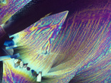 Tartaric Acid Crystals, Polarized LM Photographic Print by George Musil