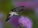 Ruby-Throated Hummingbird in Flight at Thistle Flower, Archilochus Colubris Photographic Print by Adam Jones