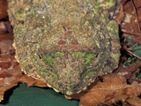 Close Up of the Head of a Moss Frog Sleeping and Camouflaged on a Leaf (Rhacophorus), Sabah Photographic Print by Thomas Marent